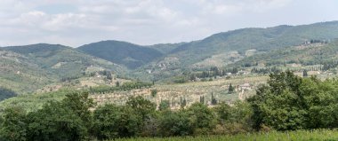  landscape with vineyards on mild green slopes, shot in bright summer light near Ponzano in Chianti,  Siena, Tuscany, Italy