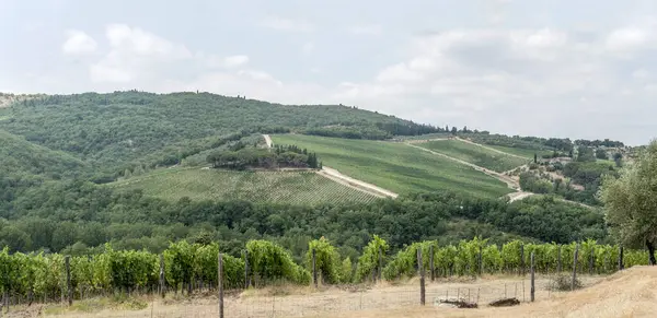 Hilly Landscape Large Vineyards Mild Green Slopes Shot Bright Summer — Photo