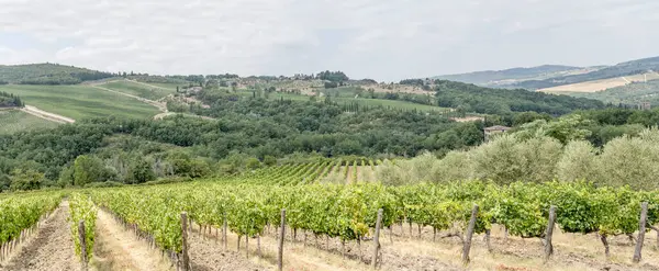 Hilly Landscape Rows Vines Large Vineyard Mild Green Slopes Shot — Photo