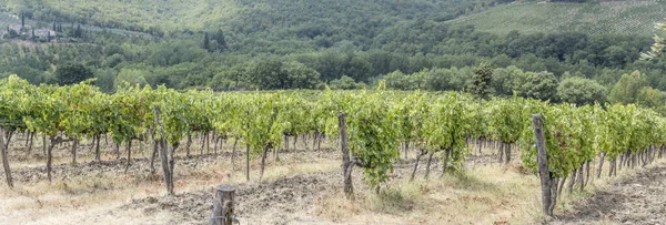 Hilly Landscape Rows Grapevines Large Vineyard Mild Green Slopes Shot — Foto Stock