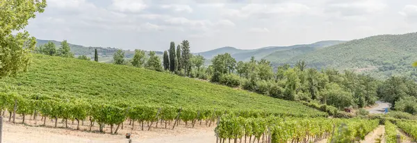 Hilly Landscape Vineyards Mild Green Slopes Shot Bright Summer Light — Photo