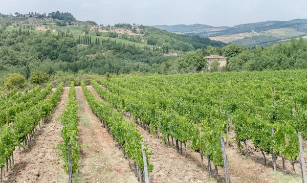 Hilly Landscape Rows Grapevines Large Vineyard Mild Green Slopes Shot — Photo