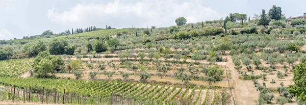 Hilly Landscape Vines Olive Trees Cypressus Mild Green Slopes Shot — Photo