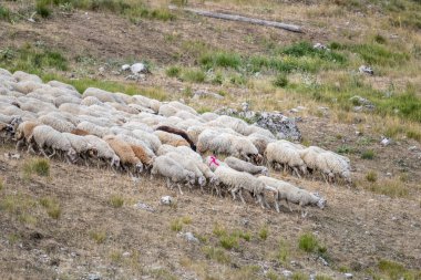 sheep ahead of large flock of sheeps moving on Terminillo range barren slopes, shot  in bright summer light, Apennines, Rieti, Lazio,  Italy