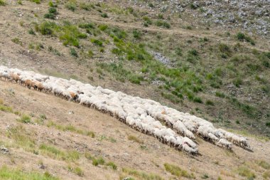 flock of sheeps moving on Terminillo range barren slopes, shot  in bright summer light, Apennines, Rieti, Lazio,  Italy