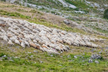 large flock of sheeps moving on Terminillo range barren slopes, shot  in bright summer light, Apennines, Rieti, Lazio,  Italy