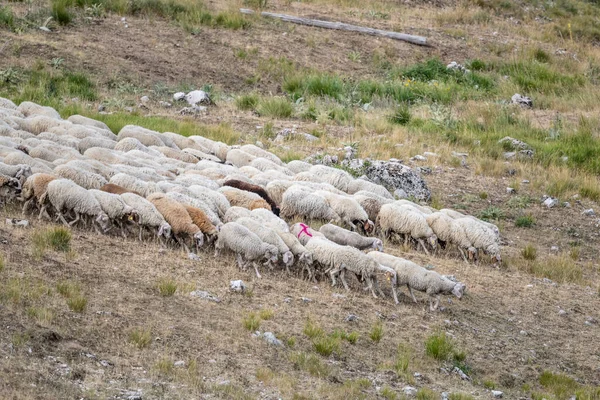 sheep ahead of large flock of sheeps moving on Terminillo range barren slopes, shot  in bright summer light, Apennines, Rieti, Lazio,  Italy
