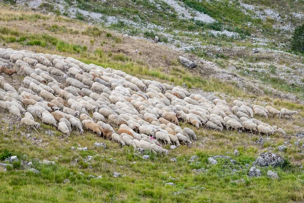 Large Flock Sheeps Moving Terminillo Range Barren Slopes Shot Bright — Fotografia de Stock
