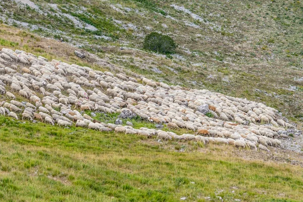 crowd of sheeps moving on Terminillo range barren slopes, shot  in bright summer light, Apennines, Rieti, Lazio,  Italy