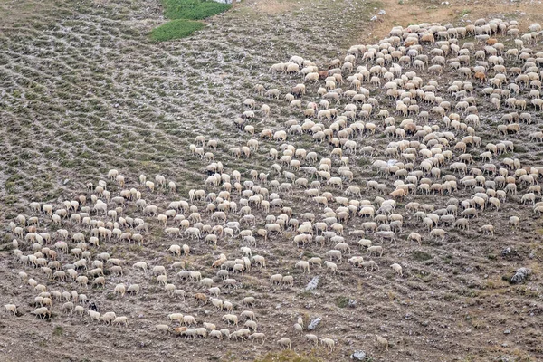 Myriad Sheeps Moving Terminillo Range Barren Slopes Shot Bright Summer — Photo