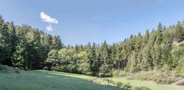 Gutach, Kara Orman, Baden Wuttenberg, Almanya yakınlarındaki yaz ışığında çekilen orman çevresindeki köknar ağaçları.