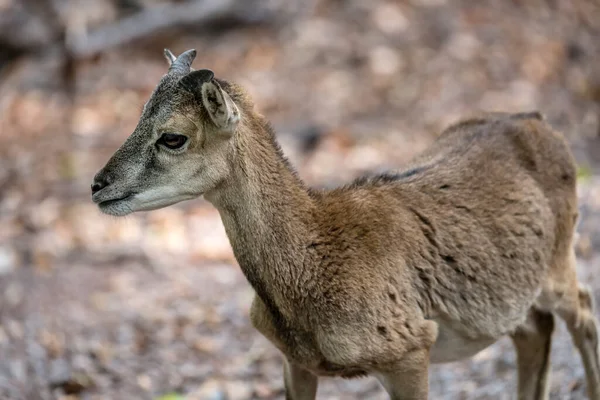 Fiatal Muflon Vezetője Akit Stuttgart Közelében Baden Wuttenbergben Lelőttek Természetparkban — Stock Fotó