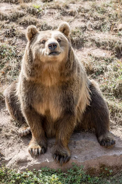 Brown Bear Sitting Shot Nature Park Stuttgart Baden Wuttenberg Alemanha — Fotografia de Stock