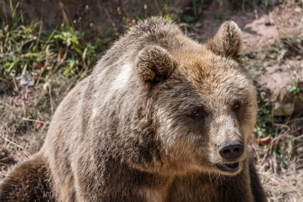 Snuit Van Bruine Beer Zittend Geschoten Natuurpark Nabij Stuttgart Baden — Stockfoto