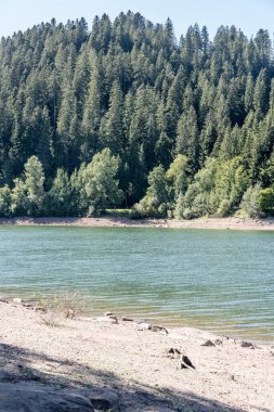 Yazın Seewald, Black Forest, Baden Wuttenberg, Almanya yakınlarındaki Nagold Gölü kıyısındaki köknar ormanı manzarası.