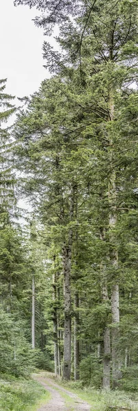 Лесной Пейзаж Грунтовой Дорогой Среди Высоких Деревьев Снятый Летнем Свете — стоковое фото