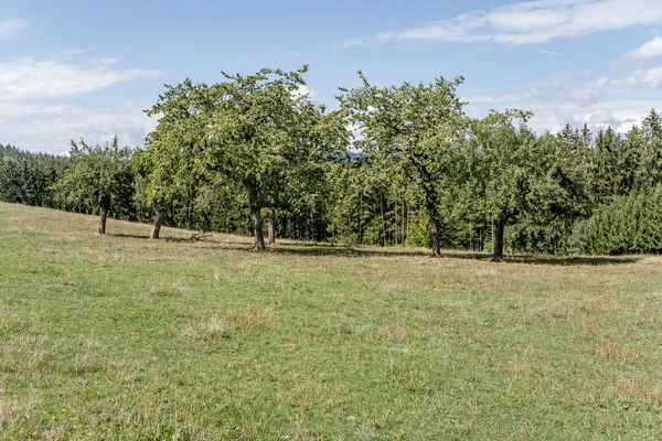 Landschaft Mit Obstbäumen Auf Grünen Waldlichtungen Aufgenommen Sommerlicht Bei Mühlenbach — Stockfoto