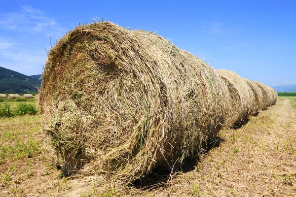 Höbalar på fältet — Stockfoto