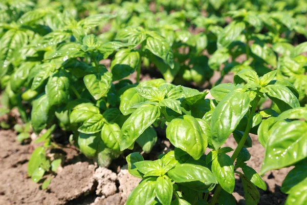 Új zöld bio bazsalikom növény mező — Stock Fotó