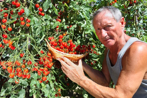 Мужчина, собирающий помидоры вишни — стоковое фото