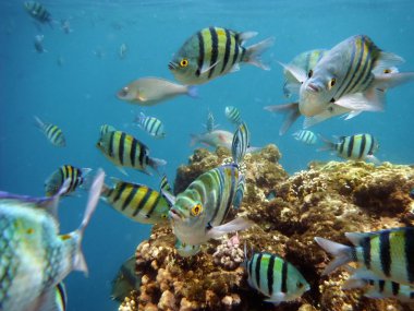 tropikal balık, Kızıldeniz sharm el Sheikh