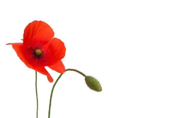 Flor de amapola — Foto de Stock