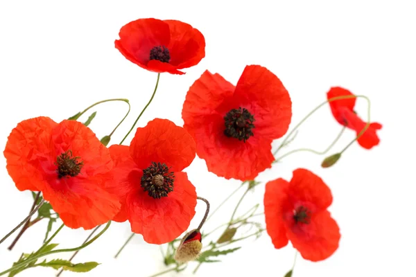 Červený mák květiny izolované na bílém pozadí — Stock fotografie