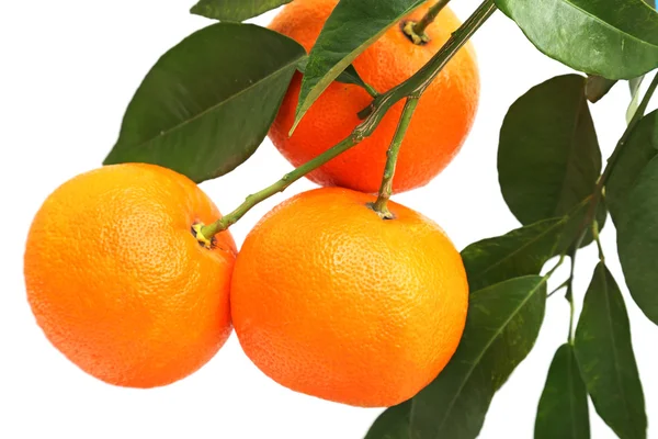 Orange fruit — Stock Photo, Image