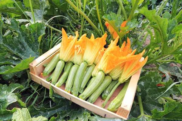 Zucchini im Garten — Stockfoto
