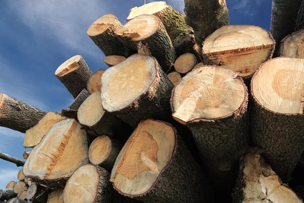 Madeira empilhada Logs contra o céu — Fotografia de Stock