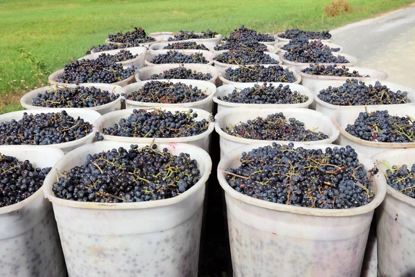 Cestas de uvas — Fotografia de Stock