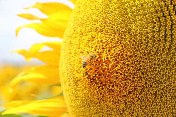 Abeille sur tournesol — Photo