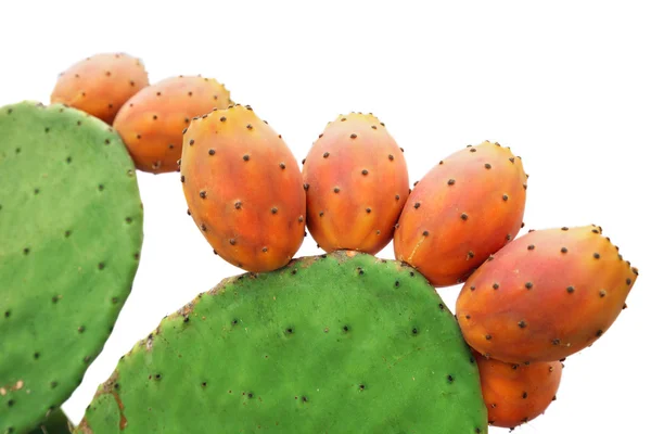 Kaktusfeige — Stockfoto
