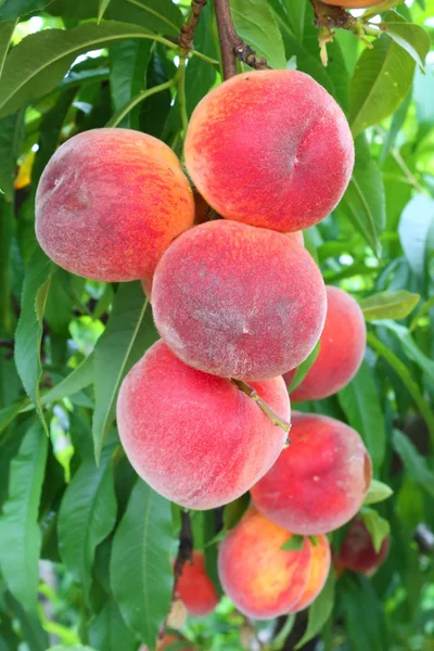 Peach tree — Stock Photo, Image