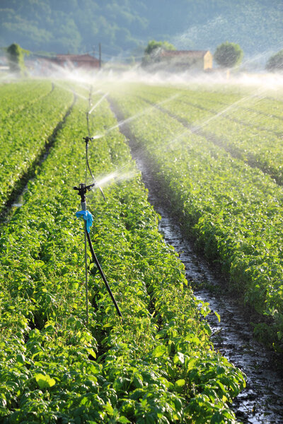 irrigation on farm field