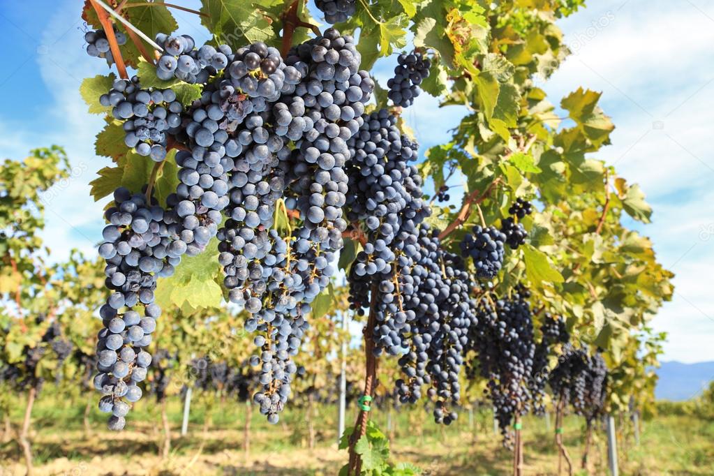 Tuscany wine grapes Stock Photo by ©ilfede 12080854