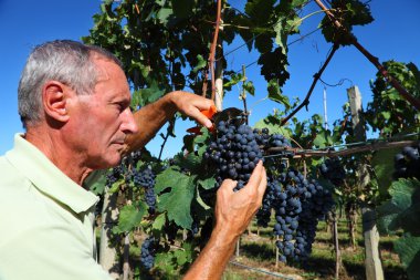üst düzey winemaker üzüm keser