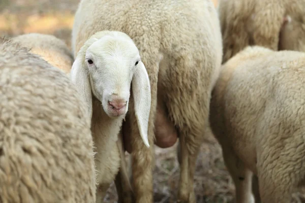 Lammherde von Schafen — Stockfoto