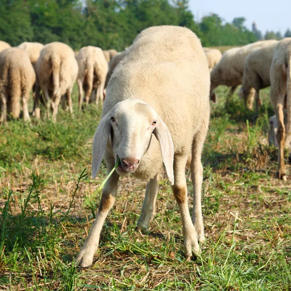 Spaß beim Weiden von Schafen auf einer Wiese — Stockfoto