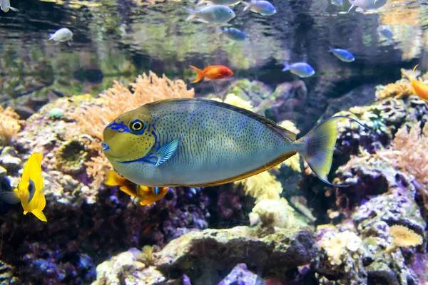 Peces tropicales — Foto de Stock