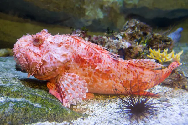 Peixe escorpião vermelho — Fotografia de Stock