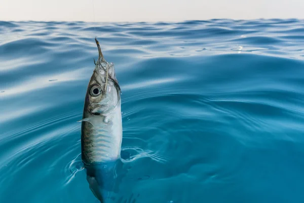 Fish hooked — Stock Photo, Image