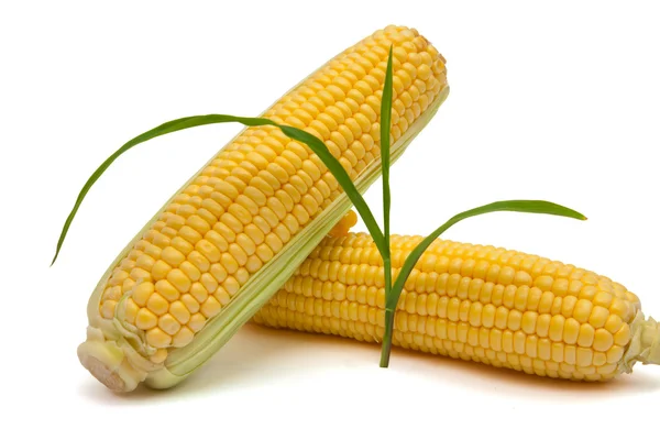 Isolated corn and sprout — Stock Photo, Image