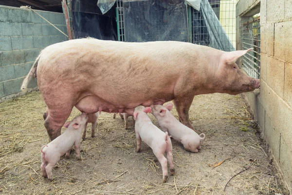 Leite piggy alimentação — Fotografia de Stock