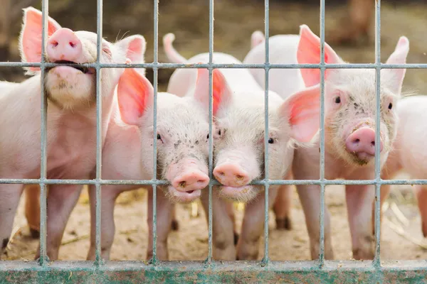 Niedliche Ferkel auf dem Bauernhof — Stockfoto