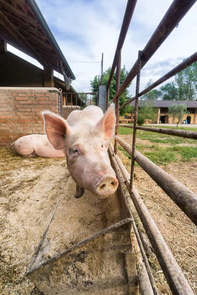 Porco engraçado — Fotografia de Stock