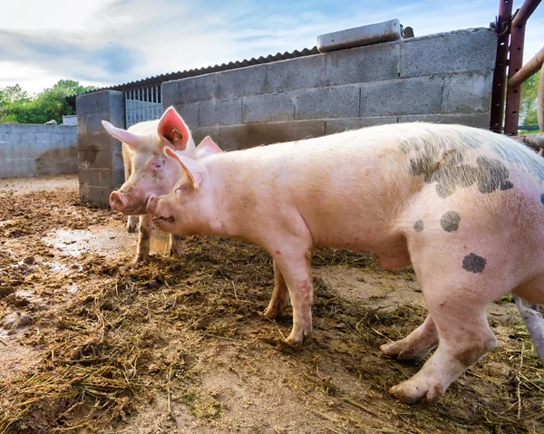 Schweine — Stockfoto