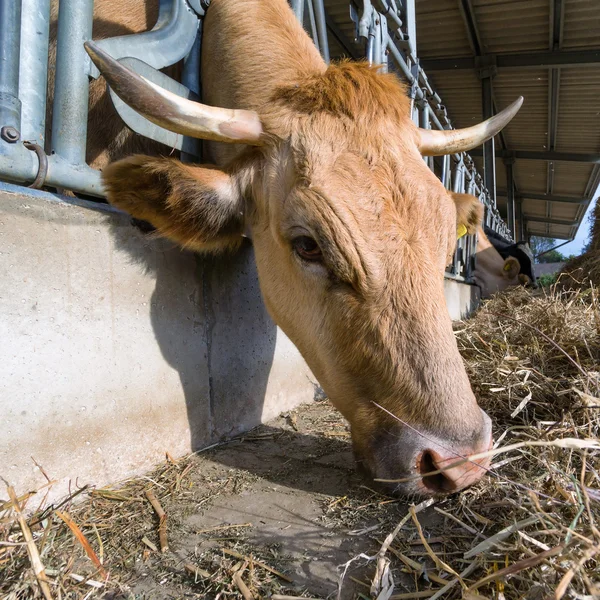 Alimentação de vaca — Fotografia de Stock