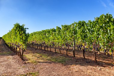 Vineyard montalcino, Toskana, İtalya