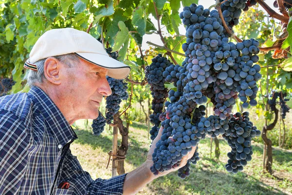 Wijn maker controleren druiven — Stockfoto